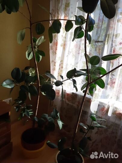 2 Фикуса