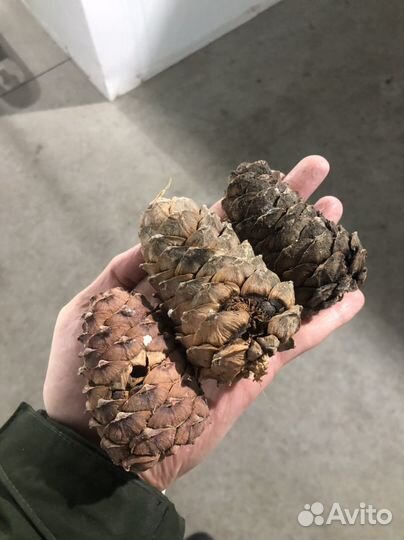 Кедровая шишка для животных