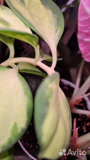 Хойя Pachyclada variegata