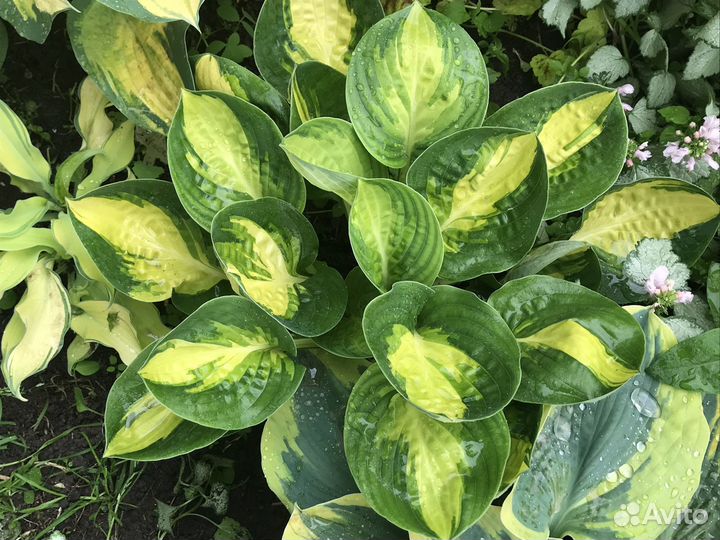 Хосты - королевы тени