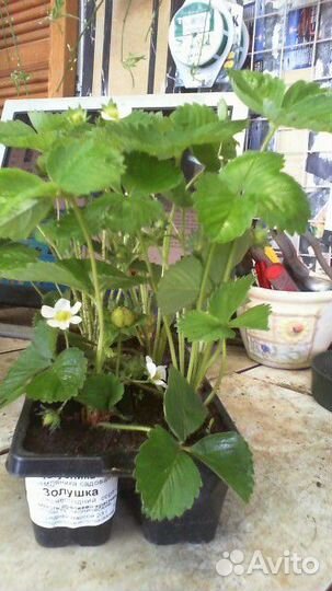 Клубника / саженцы Н 20см. сорта