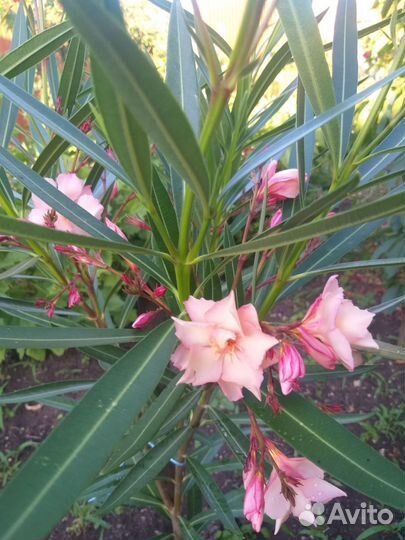 Олеандр вечнозеленый махровый