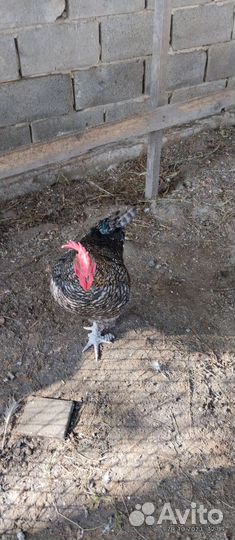 Индюки и петух молодые крупные