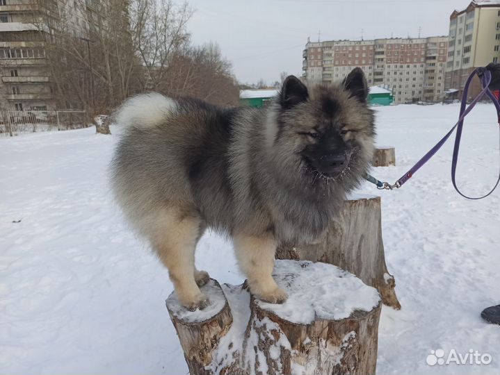 Вольфшпиц - пушистое счастье