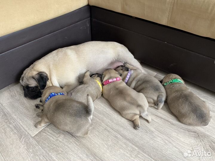 Щенки мопса