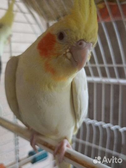 Попугай корелла пара с клеткой