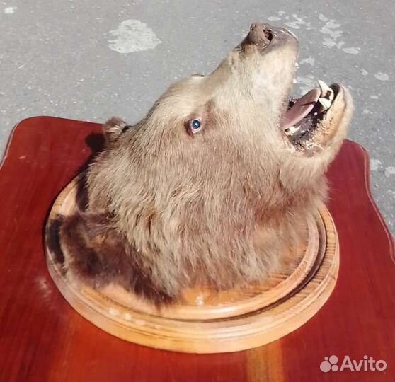 Голова медведя.(имитация)