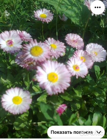 Маргаритки