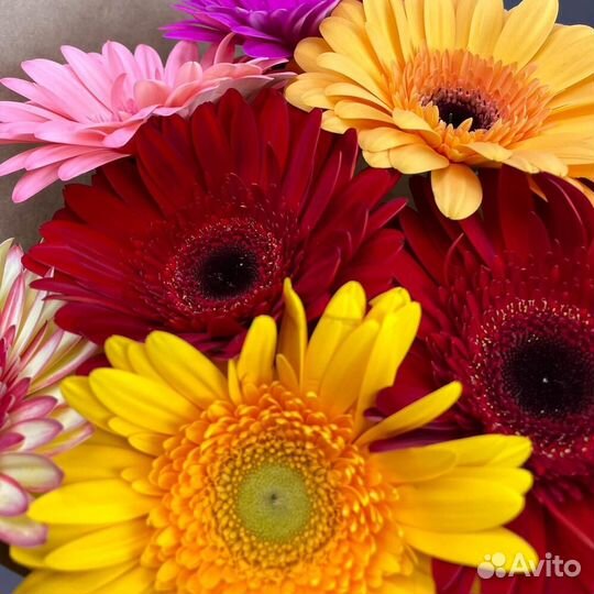 Букет из 7 гербер