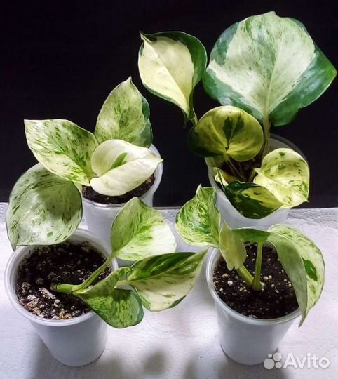 Филодендрон эпипремнум сциндапсус (часть 2)