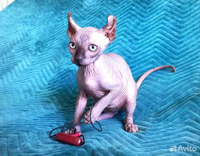 Девочки Эльфики