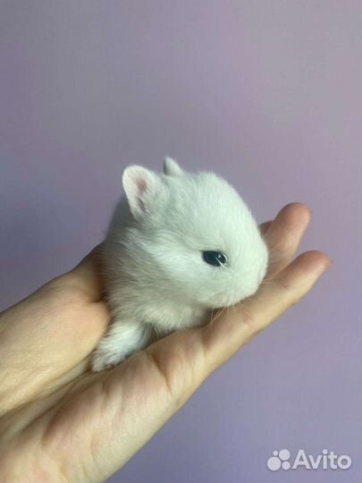 Декоративные кролики гермелин бронь для Натальи