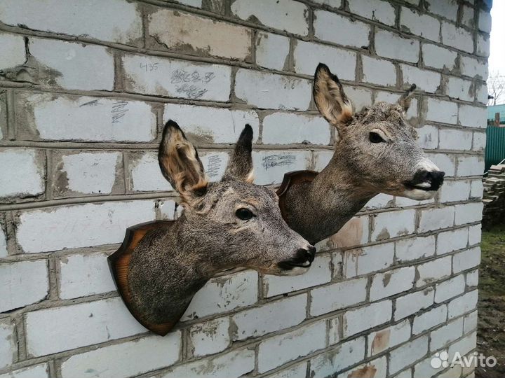 Чучело косули