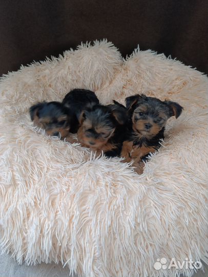 Йоркширский терьер