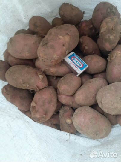 Продам картофель