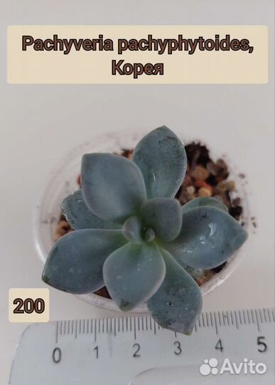 Суккуленты. Эхеверия,алоэ,граптопеталум