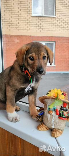 Щенки метисы бигля