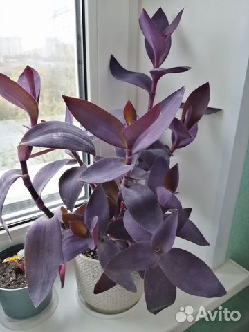 Традесканция пурпурная фиолетовая