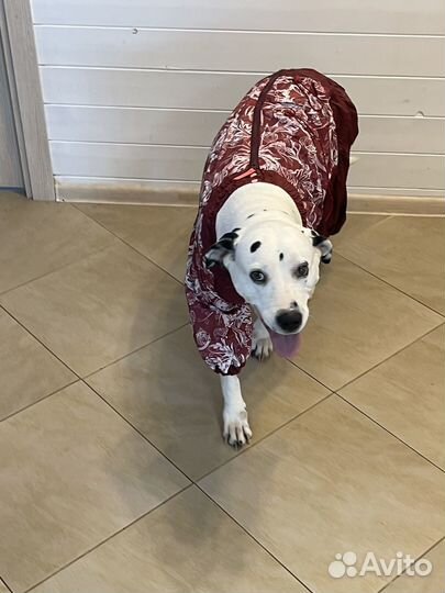 Комбинезон для собаки девочки