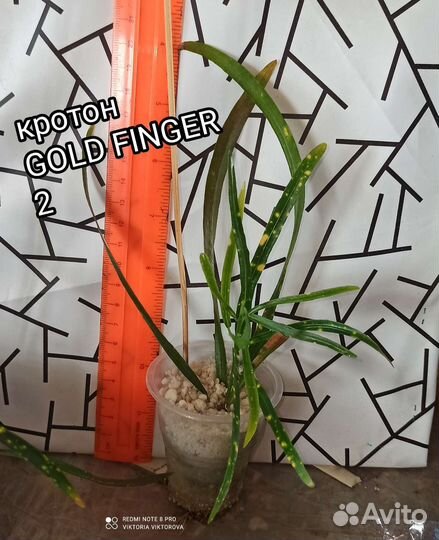 Кротоны кодеиумы разные