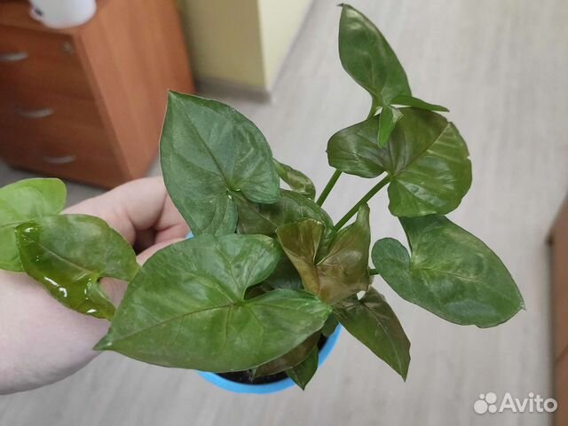 Сингониум шоколад