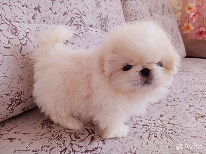 Щенки пекинеса