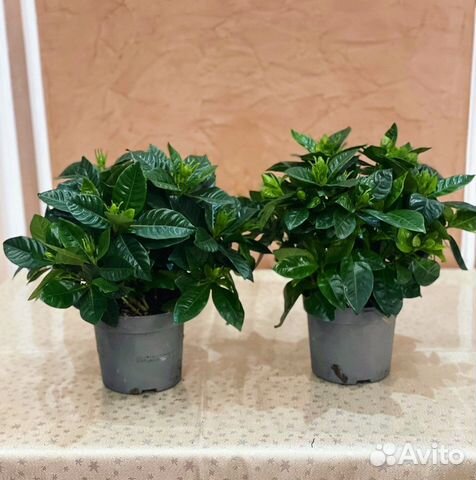 Гардения жасминовидная Gardenia jasminoides 24/13