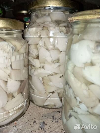 Грибы синяя ножка