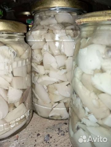 Грибы синяя ножка