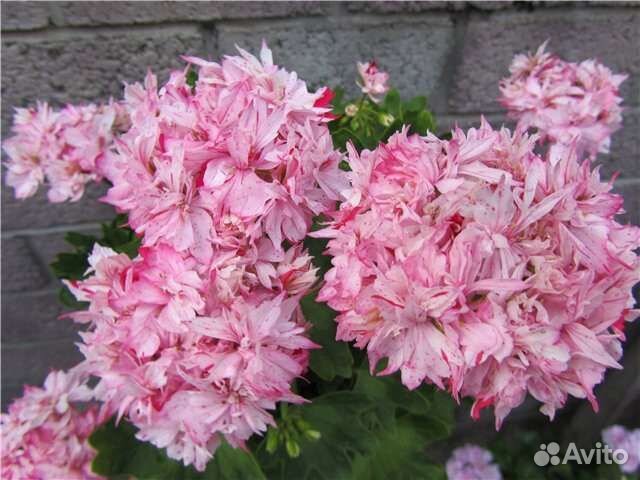 Пеларгония герань Спайдер