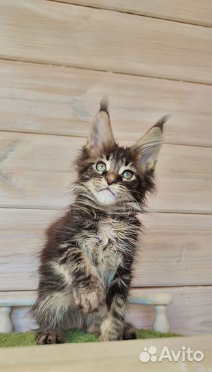 Мейн-кун шикарный мальчик