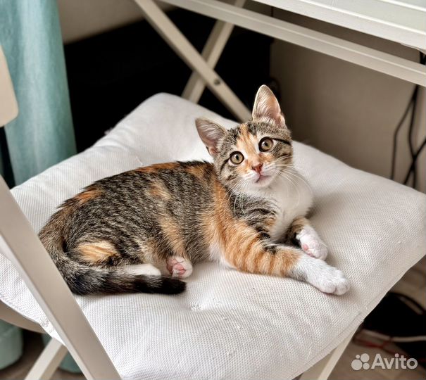 Котенок девочка ищет добрые руки