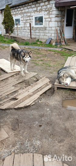 Щенки маламут