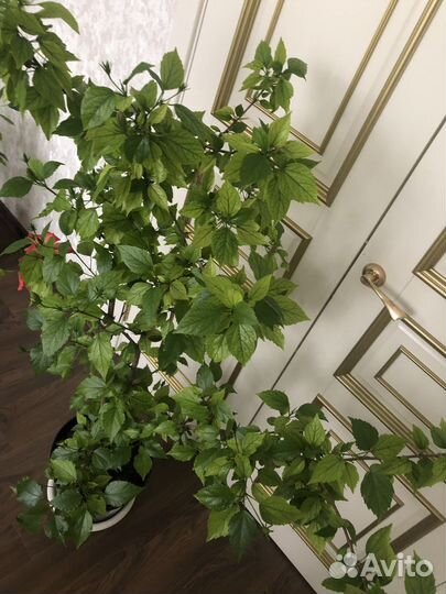 Гибискус китайская роза