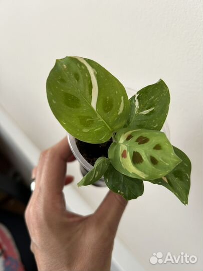 Маранта бьюти ким