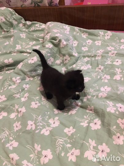 Скоттиш фолд котята