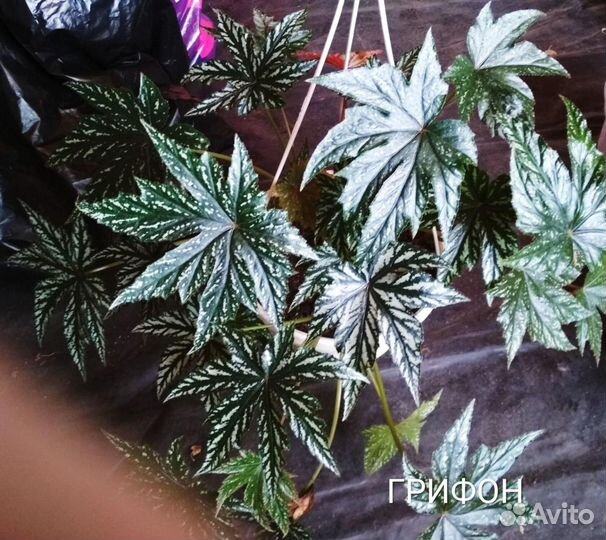 Комнатные растения цветы