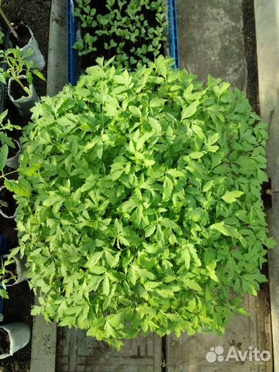 Рассада томата