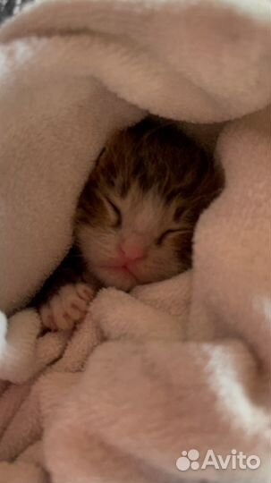 Котята в добрые руки даром