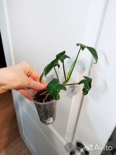 Филолендрон гитаровидный