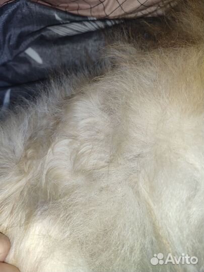 Лосьен Свети от алопеции