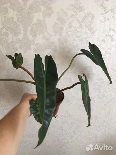 Филодендрон блэк кардинал и др