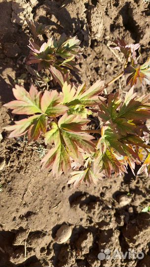 Пионы ито гибриды Canary Brilliants