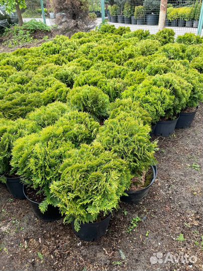 Туя Даника оптом и в розницу