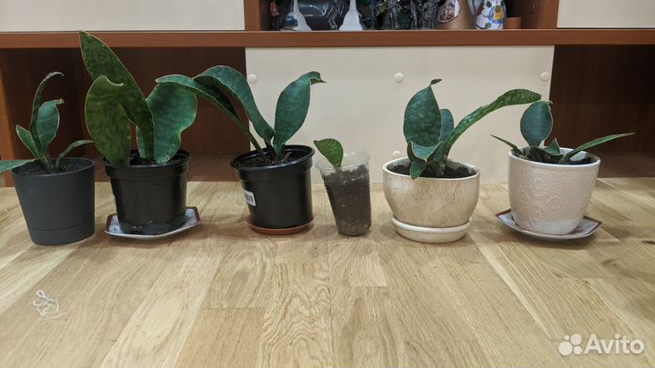 Сансевиерии разных сортов