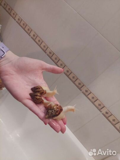 Улитка ахатина ретикулята альбино