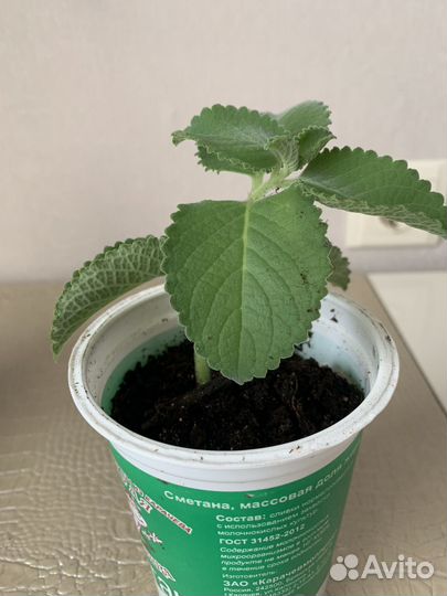 Комнатная мята