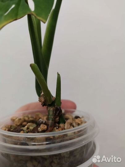 Монстера манки лиф