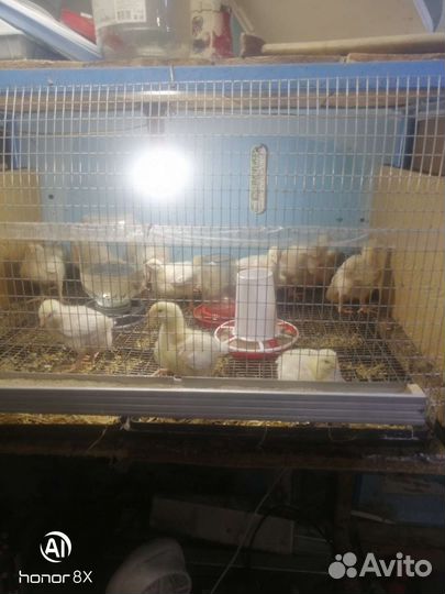 Мясо циплят бройлера