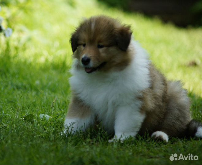 Колли щенки